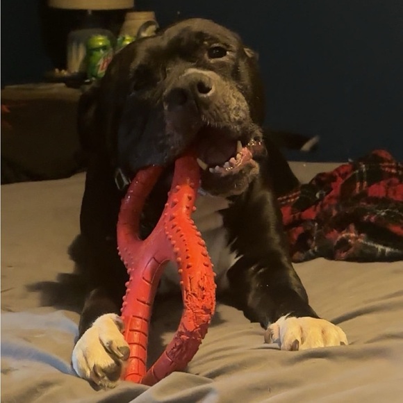 In Memory of Athena Bean - Picture 9 of 12